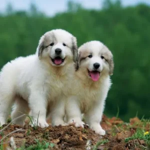 木村魁希　家族構成