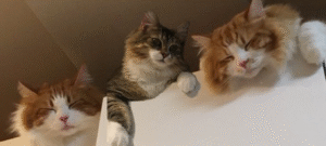 三山凌輝　家族構成